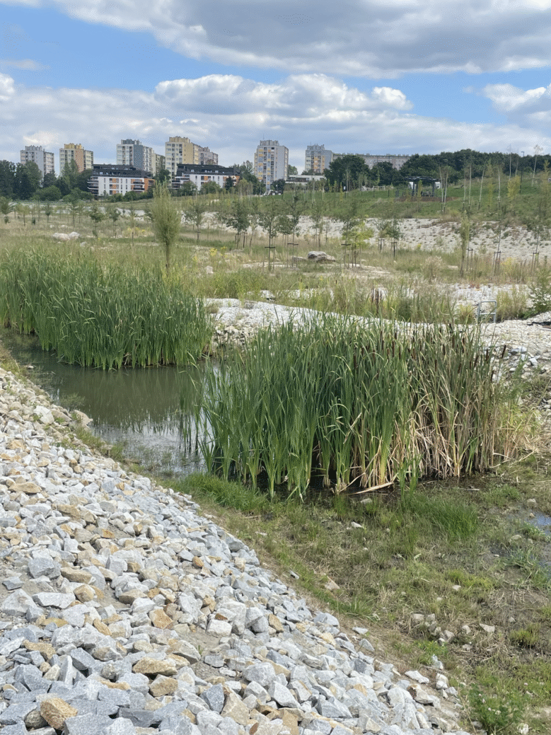 Rośliny retencyjne na dnie suchego zbiornika — ograniczanie skutków suszy. Dno suchego zbiornika retencyjnego na rowie Wójtowianka (Doa).