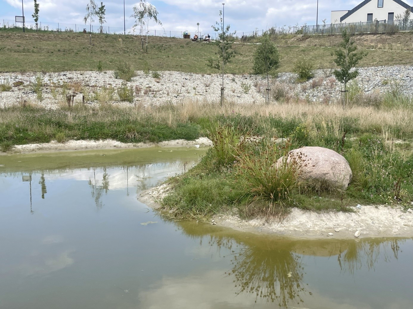 Bioretencja w praktyce - dno suchego zbiornika retencyjnego na rowie Wójtowianka (Doa).